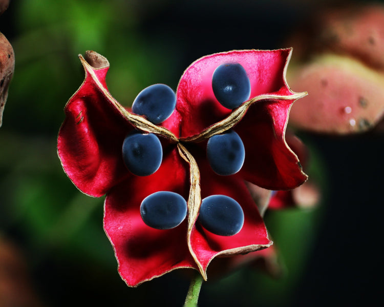 Hawaiian velvet seed jewelry